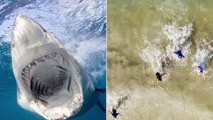 Pai consegue salvar filhos de tubarão ao tirar fotos com drone