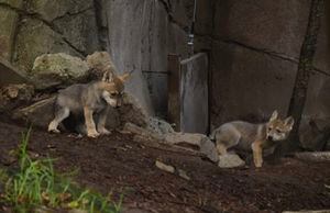 Así son los nuevos lobos mexicanos nacidos en el Zoológico de Chapultepec