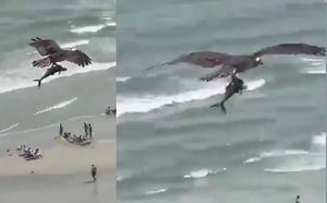 Águila es captada cazando un pequeño tiburón en playas de Florida