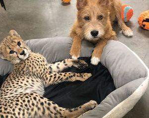 Amizade entre cachorro e filhote de guepardo faz sucesso no Instagram