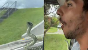 Vídeo mostra casal chocado ao descobrir que cobra grande pegou carona no carro que eles dirigiam