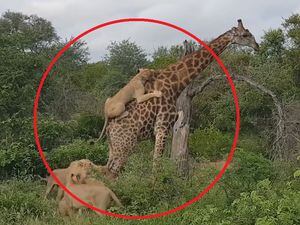 Vídeo mostra luta por sobrevivência de girafa ao ser atacada  por 5 leoas; assista