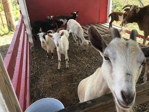 Destruido propietario de santuario en Yabucoa por robo de cabras y ovejas: "No saben el dolor que yo siento"
