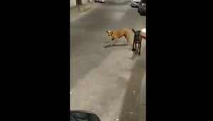 Vídeo que mostra cachorro caramelo se preparando para correr atrás de motoqueiro se torna viral nas redes sociais