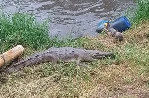 El río Bogotá está vivo: cocodrilo puso huevos a sus orillas