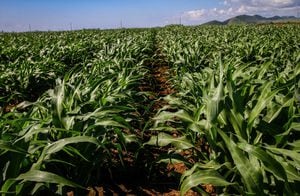 Enfatizan sobre la importancia de la sostenibilidad para la agricultura en Puerto Rico